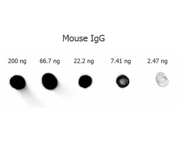 Goat anti-Mouse IgG mx10 Alkaline Phosphatase conjugated DB