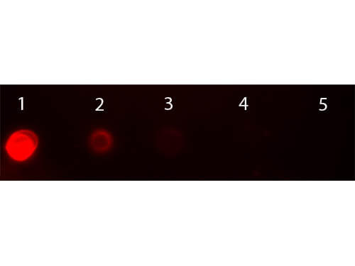Mouse IgG2a Antibody Texas Red™ Conjugated Pre-absorbed - Dot Blot