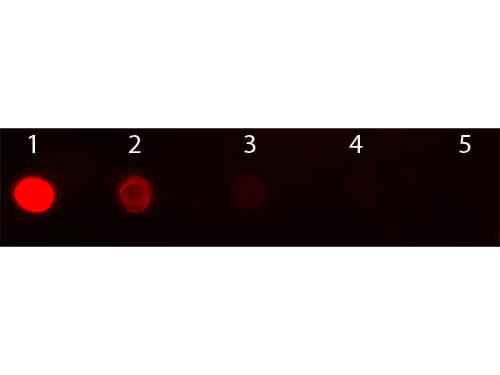 Mouse IgG2b Antibody Texas Red™ Conjugated Pre-adsorbed