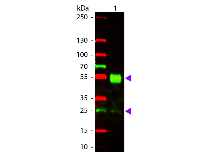 Mouse IgG (H&L) Antibody Texas Red™ Conjugated Pre-Adsorbed