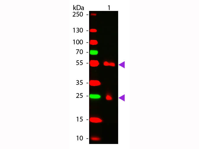 Mouse IgG [H&L] Antibody CY5 Conjugated Pre-adsorbed
