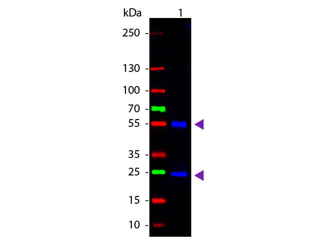 WBM - Mouse IgG (H&L) Antibody CY2 Conjugated Pre-Adsorbed