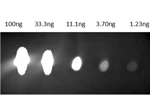 Dot Blot of Anti-Mouse IgG Antibody CY 5.5 Conjugate.