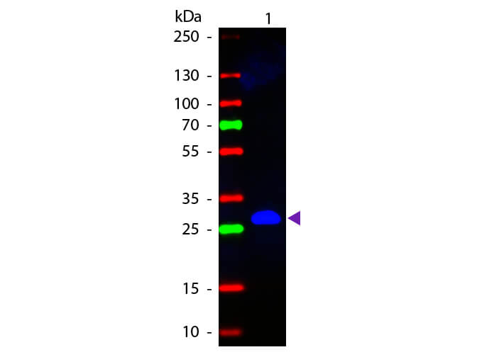 WB - Mouse IgG F(c) Antibody Fluorescein Conjugated