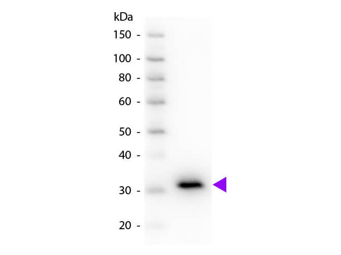 WB - Mouse IgG F(c) Antibody Peroxidase Conjugated