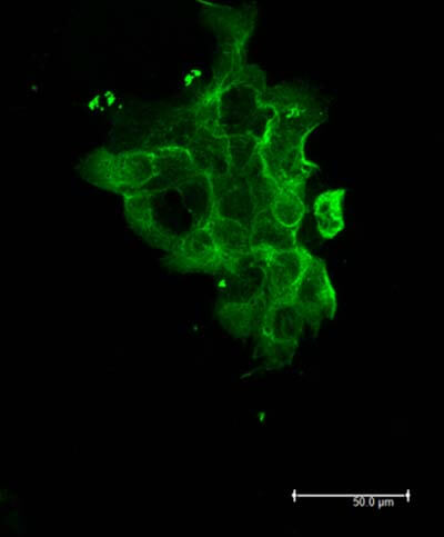 Dylight 488 Goat Anti Mouse IgG antibody-Immunofluorescence