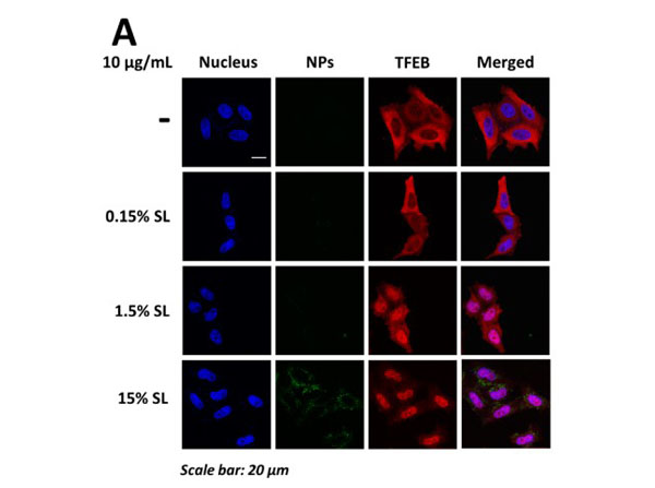 Immunofluorescence using Goat Anti-Mouse IgG DyLight™649