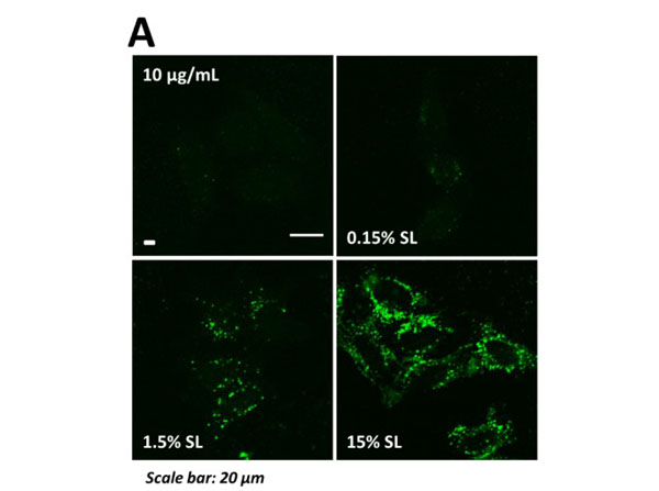Immunofluorescence using Goat Anti-Mouse IgG DyLight™649