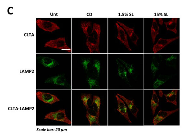 Immunofluorescence using Goat Anti-Mouse IgG DyLight™649