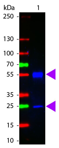Mouse IgG (H&L) Antibody ATTO 425 Conjugated Pre-Adsorbed - Western Blot
