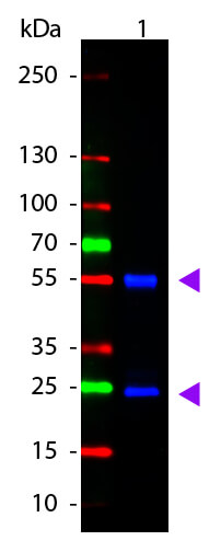 WBM - Mouse IgG (H&L) Antibody ATTO 488 Conjugated Pre-Adsorbed
