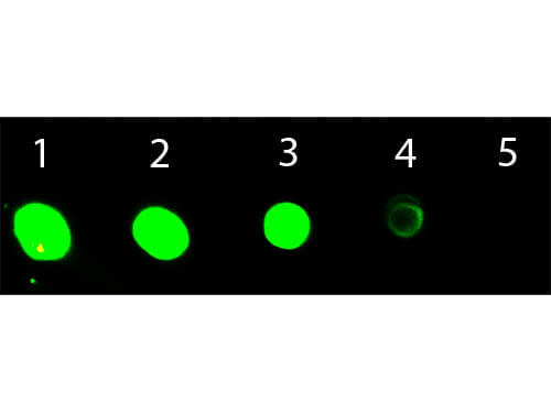 Mouse IgG2b (Gamma 2b Chain) mx3 Antibody ATTO 532 Conjugated - Dot Blot