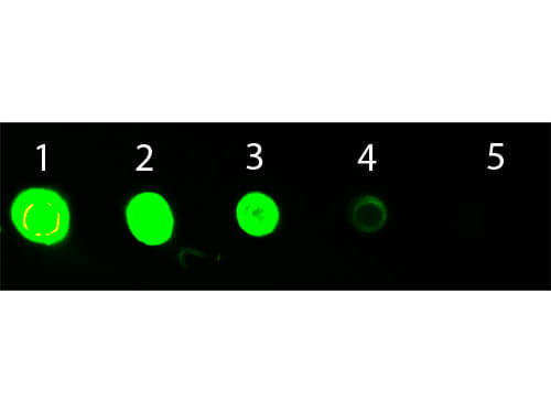 Mouse IgG3 Antibody mx3 ATTO 532 Conjugated - Dot Blot