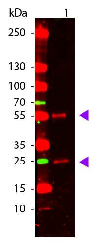 WB - Mouse IgG (H&L) Antibody ATTO 655 Conjugated Pre-Adsorbed
