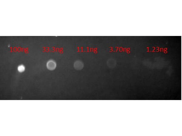 Mouse IgG (H&L) Antibody Texas Red™ Conjugated