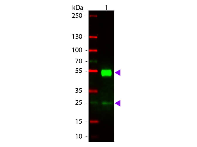 WB - Mouse IgG (H&L) Antibody Rhodamine Conjugated