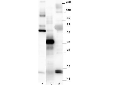 Anti-Mouse NAG-1/GDF15 Antibody - Western Blot