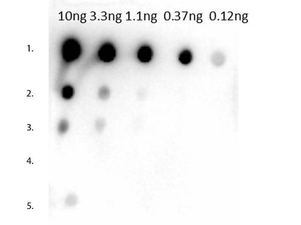 Dot Blot of Rabbit Anti-Mouse IgG1 Antibody.