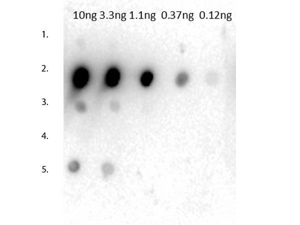 Dot Blot of Rabbit Anti-Mouse IgG2a Antibody.