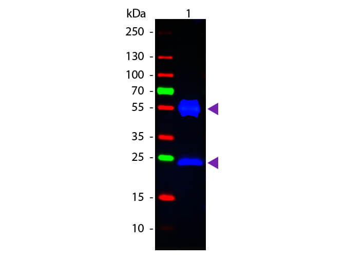 WB - Mouse IgG (H&L) Secondary Antibody Fluorescein Conjugated