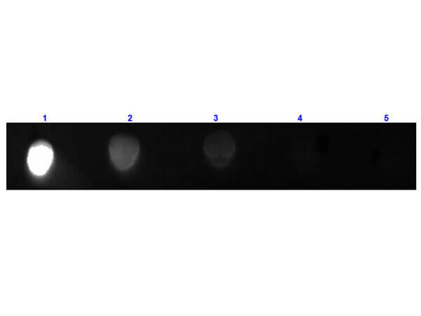 Dot Blot of Anti-Mouse IgG2a Antibody Fluorescein Conjugated