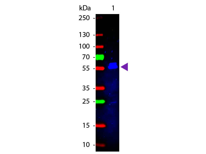 WB - Mouse IgG2b (Gamma 2b chain) Antibody Fluorescein Conjugated