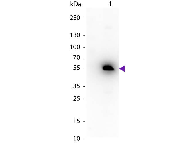WB - Mouse IgG1 Secondary Antibody Peroxidase Conjugated