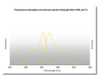 DyLight™ 549 Fluorescence Spectra.