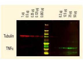 Mouse IgG2b (Gamma 2b chain) Antibody DyLight™ 680 Conjugated