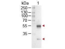 MOUSE IgG (H&L) Antibody Alkaline Phosphatase Conjugated Western Blot