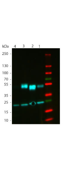 WB - Mouse IgG (gamma 1, 2a, 2b and 3 chain) Antibody ATTO 488 Conjugated
