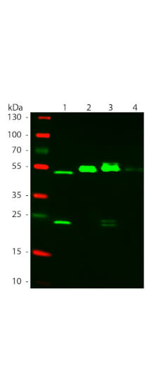 WB - Mouse IgG (gamma 1, 2a, 2b and 3 chain) Antibody ATTO 550 Conjugated