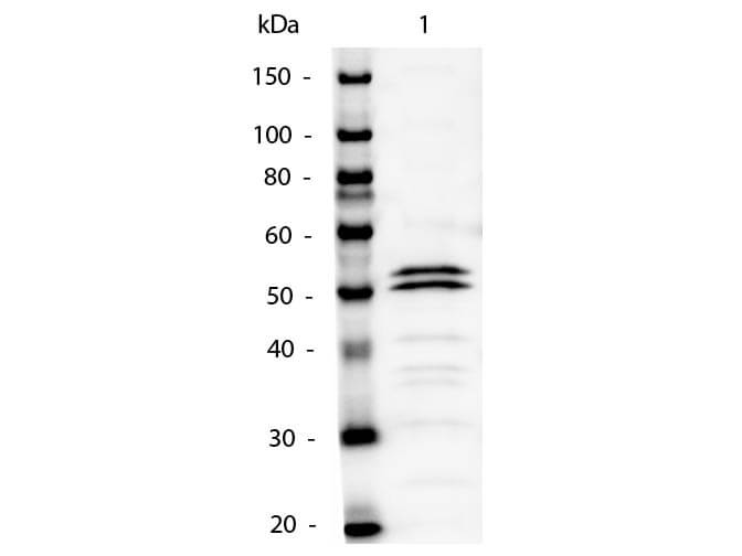 Mouse IgG1 Secondary Antibody Alkaline Phosphatase Conjugated - Western Blot