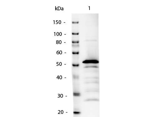 Mouse IgG2a Antibody Alkaline Phosphatase Conjugated - Western Blot