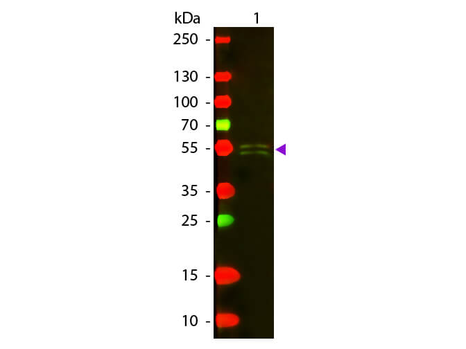 WB - Mouse IgG1 (Gamma 1 chain) Antibody Texas Red™ Conjugated