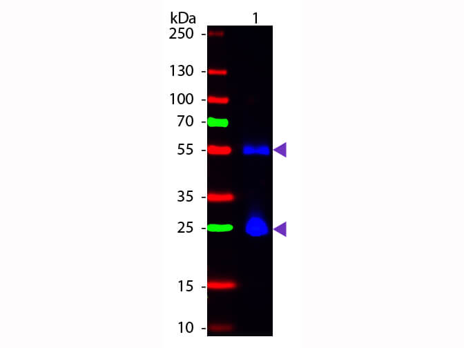 Mouse IgG (H&L) Antibody Fluorescein Conjugated