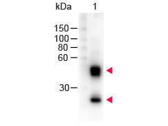 Mouse IgG (H&L) Antibody Peroxidase Conjugated