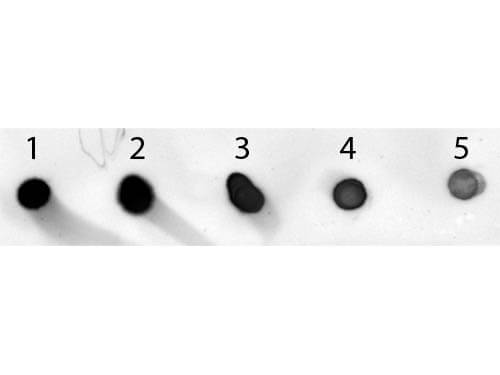 Mouse IgG Antibody Alkaline Phosphatase Conjugated - Dot Blot