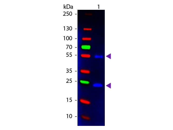 Mouse IgG (H&L) Antibody Fluorescein Conjugated Pre-Adsorbed