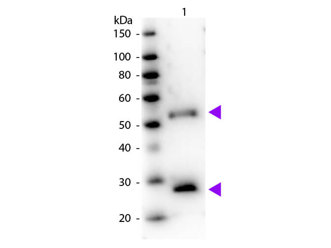 WB - Mouse IgG (H&L) Antibody Peroxidase Conjugated Pre-Adsorbed
