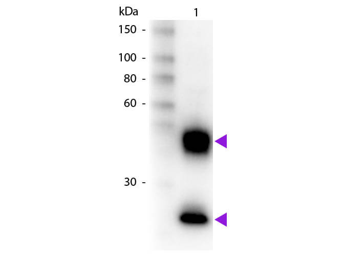 WB - Mouse IgG (H&L) Antibody Biotin Conjugated Pre-Adsorbed