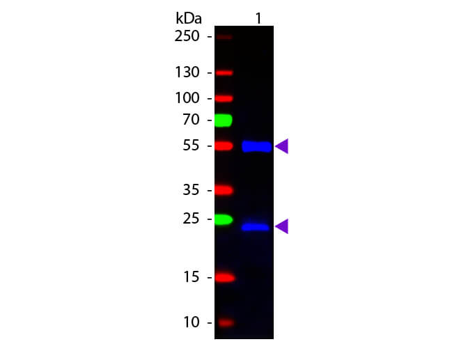 WB - Mouse IgG (H&L) Antibody Fluorescein Conjugated