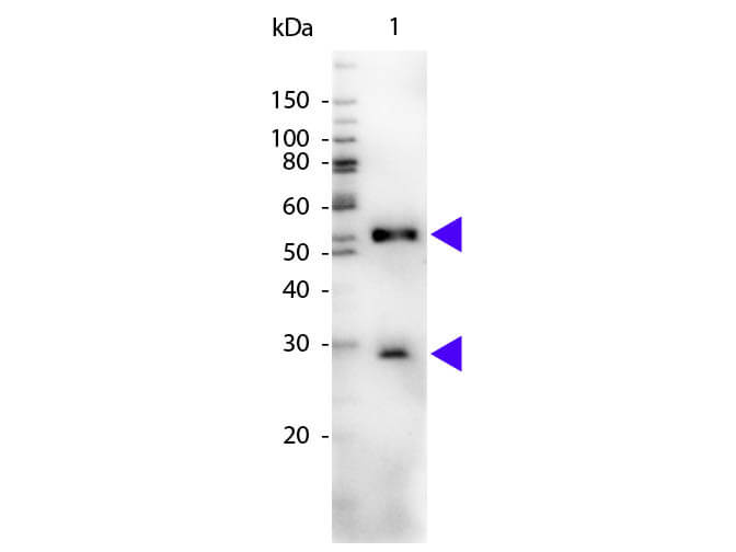 WB - Mouse IgG (H&L) Antibody Peroxidase Conjugated