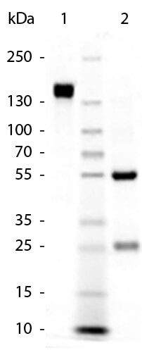 SDS - RABBIT IgG (H&L) Antibody Pre-adsorbed