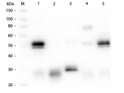 Western Blot of Anti-Rabbit IgG (H&L) (GOAT) Antibody (Min X Bv, Ch, Gt, GP, Ham, Hs, Hu, Ms, Rt & Sh Serum Proteins) (p/n 611-101-122)