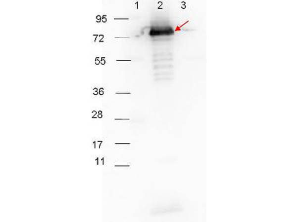 ELISA Results of Goat Anti-Rabbit IgG Antibody Peroxidase Conjugated MX10