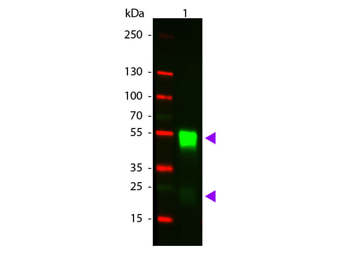 WB - RABBIT IgG (H&L) Antibody CY3 Conjugated Pre-adsorbed
