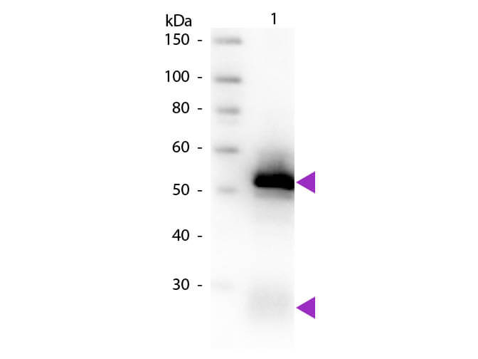 WB - Rabbit IgG (H&L) Secondary Antibody Biotin Conjugated Pre-Adsorbed