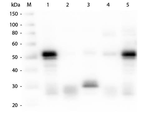 Western Blot of Anti-Rabbit IgG (H&L) (GOAT) Antibody (p/n 611-1102)