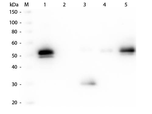 Western Blot of Anti-Rabbit IgG F(c) (GOAT) Antibody (p/n 611-1103)